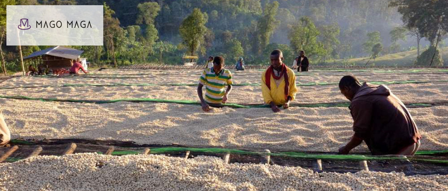 MAGO MAGA Unroasted Green Coffee Beans - Ethiopia Sidamo G2, 100% Arabica, 434 g Bag - Rainforest Alliance Certified, Premium Specialty Coffee for Home Roasting