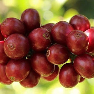 Mago Maga Unroasted Raw Green Coffee Beans - Colombia La Roma, Recommended & Supplied by U.S. Coffee Champion, Perfect for Home Roasting with Roma Pro, Whole Bean, Medium Roast, 434g