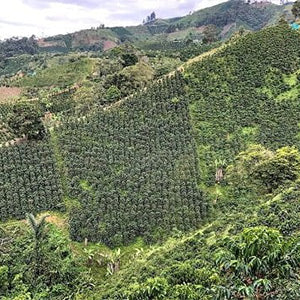 Mago Maga Unroasted Raw Green Coffee Beans - Colombia La Roma, Recommended & Supplied by U.S. Coffee Champion, Perfect for Home Roasting with Roma Pro, Whole Bean, Medium Roast, 434g