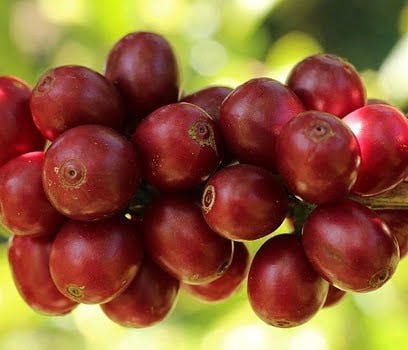 Mago Maga Unroasted Raw Green Coffee Beans - Colombia La Roma, Recommended & Supplied by U.S. Coffee Champion, Perfect for Home Roasting with Roma Pro, Whole Bean, Medium Roast, 434g