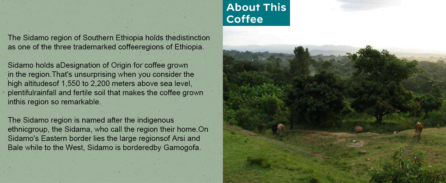 MAGO MAGA Unroasted Green Coffee Beans - Ethiopia Sidamo G2, 100% Arabica, 434 g Bag - Rainforest Alliance Certified, Premium Specialty Coffee for Home Roasting