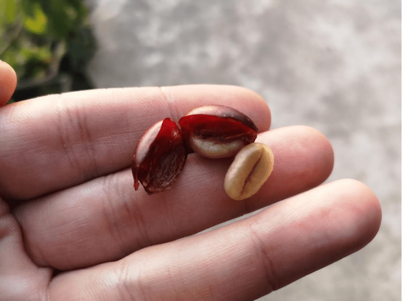 Why Does the Fan Keep Running After Coffee Roasting? - Mago Maga Coffee Bean Roaster