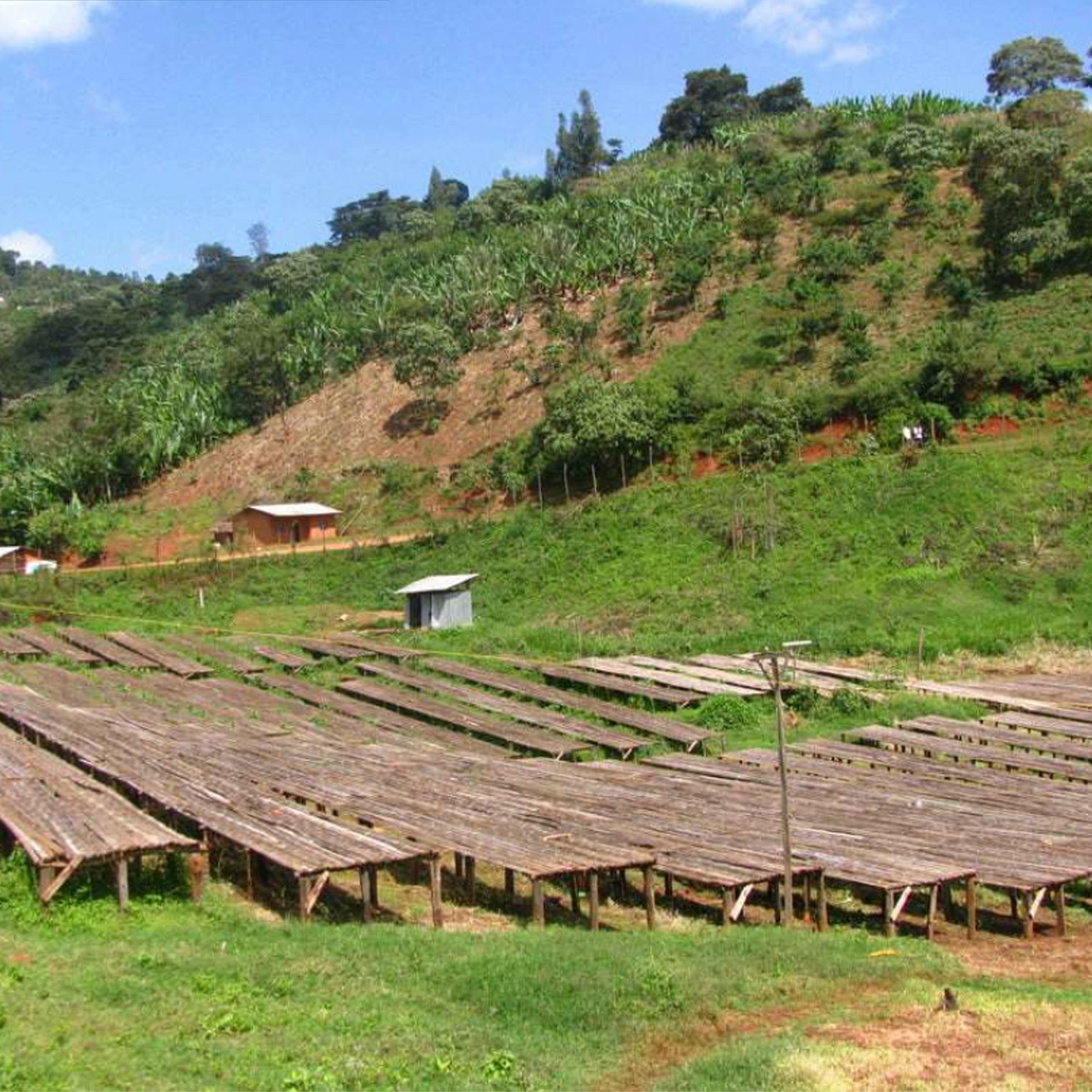 MAGO MAGA Unroasted Green Coffee Beans - Ethiopia Sidamo G2, 100% Arabica, 434 g Bag - Rainforest Alliance Certified, Premium Specialty Coffee for Home Roasting