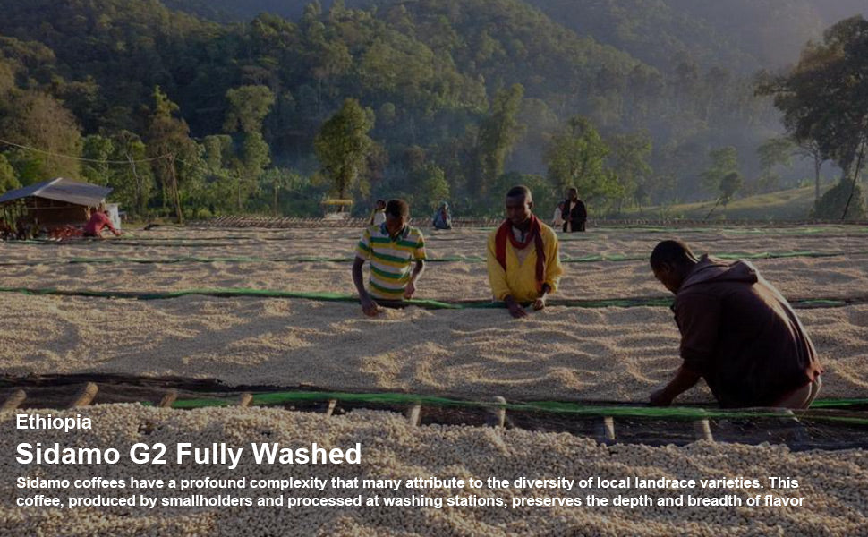 MAGO MAGA Unroasted Green Coffee Beans - Ethiopia Sidamo G2, 100% Arabica, 434 g Bag - Rainforest Alliance Certified, Premium Specialty Coffee for Home Roasting