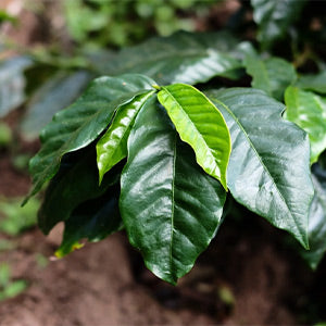 Mago Maga Unroasted Raw Green Coffee Beans - Colombia La Roma, Recommended & Supplied by U.S. Coffee Champion, Perfect for Home Roasting with Roma Pro, Whole Bean, Medium Roast, 434g