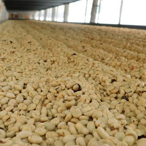 Mago Maga Unroasted Raw Green Coffee Beans - Colombia La Roma, Recommended & Supplied by U.S. Coffee Champion, Perfect for Home Roasting with Roma Pro, Whole Bean, Medium Roast, 434g