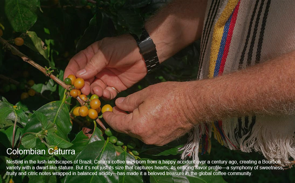 Mago Maga Unroasted Raw Green Coffee Beans - Colombia La Roma, Recommended & Supplied by U.S. Coffee Champion, Perfect for Home Roasting with Roma Pro, Whole Bean, Medium Roast, 434g